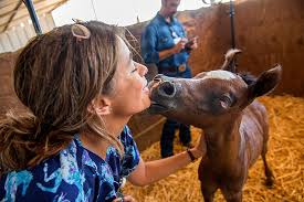 Newborn Horses Give Clues To Autism Uc Davis