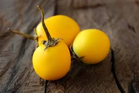 Image result for Solanum aculeatissimum