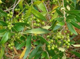 Image result for Olea europaea