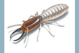 0 following 0 followers following follow. St Petersburg Termite Family Owned Business For 68 Years