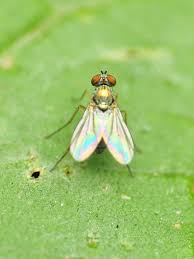 Image result for Chrysoclista splendida