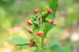 Image result for Crassocephalum crepidioides