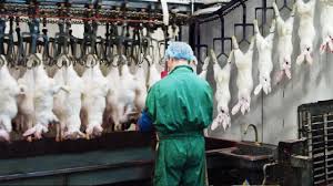 How to start a meat processing business. Modern Rabbit Farming And Harvest Technology Rabbit Meat Processing In Factory Rabbit Industry Youtube