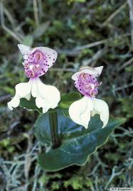 Image result for Disperis sp. nov. aff. bifida