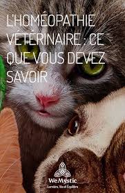 L Homeopathie Veterinaire Ce Que Vous Devez Savoir Wemystic France Sante Animale Homeopathie Chatons Droles