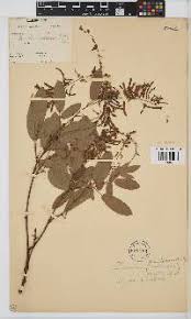 Image result for Indigofera subargentea