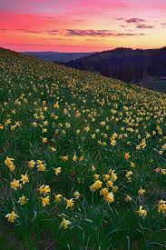 vue des alpes jura aprilglocken morgenrot val de ruz ne