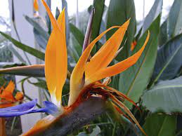 Bird Of Paradise As A Houseplant Keeping A Bird Of Paradise Inside Birds Of Paradise Plant Paradise Plant Birds Of Paradise Flower