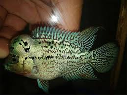 Pin On Flowerhorn