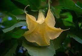 Yellow Bellflower Beauty In Nature Canonphotography Close Up Day Flower Flower Head Flowers Plants Garden Fragility F Yellow Flowers Planting Flowers Flowers