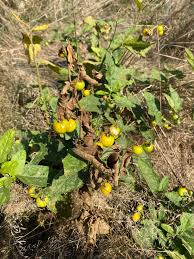 Image result for Solanum lichtensteinii
