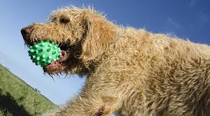 Kitchen equipment australian labradoodle vs labradoodle. The Exercise Guide For Labradoodles From Puppies To Adult