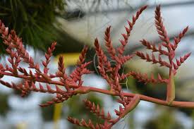 Image result for Rawsonia