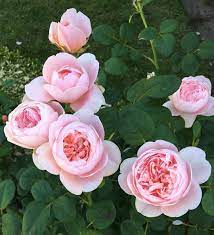 My London Garden On Instagram Rose Queen Of Sweden Braving The Cold Rose Rosegarden Englishrose Dav David Austin Roses Rose Queen Queen Of Sweden Rose