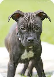 Pitbulls puppies near me pets pitbull terrier adoption terrier mix bull terrier mix terrier dog adoption. Pin On Rescue Dogs