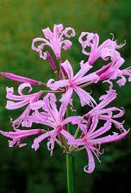 Nerine Bowdenii Winter Bloemen Bolbloemen Winterplanten