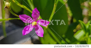 Image result for Talinum fruticosum