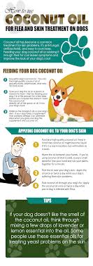 Coconut Oil For Dog Flea Prevention And How To Use It Coconutoils Com