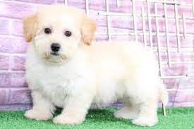 Ready to go live life with you in a polite way. Puppies For Sale In Maryland And Nationwide Md Puppies Online Puppies For Sale Puppies Dogs For Sale