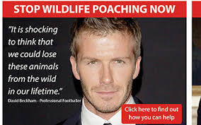 Effectiveness of Celebrities in Conservation Marketing