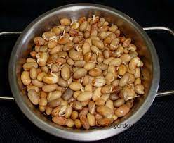 Harvest Mondays April 2 2012 Growing Pinto Bean Sprouts Garden To Wok