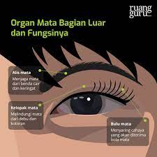 We did not find results for: Apa Saja Bagian Bagian Mata Dan Fungsinya Biologi Kelas 7