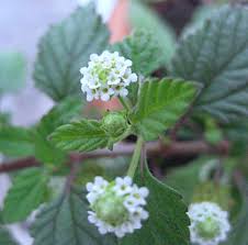 Image result for Lippia woodii