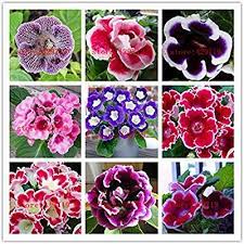 We did not find results for: Amazon Com Hot Sale 200 Pcs Rare Real Flowers Gloxinia Seeds Sinningia Gloxinia Flower Seed For Home Diy Gard Flower Seeds Ornamental Plants Real Flowers