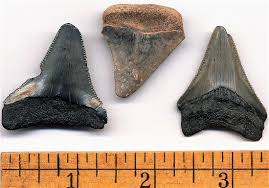 The first megalodon tooth from bohol was found by another local, venjo busalla, at maribojoc's town plaza in 2018. the philippines has so far had a good track record with megalodon fossil discoveries. Megalodon Shark Teeth Found In Maryland Calvert Cliff Megalodon Fossils Fossilguy Com
