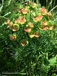 Image result for Euphorbia cyparissioides