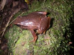 Berbagai link video museum mihanika di gunung bali dan juga twitter miha nika. Datei Plethodontohyla Mihanika 02 Jpg Wikipedia
