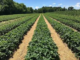 The cindy margurita strawberry and basal : Strawberry Varieties