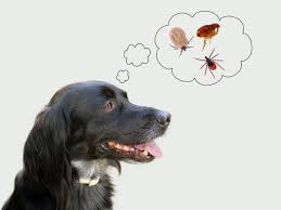 The fastest way to teach your dog to come when called anywhere! The 10 Best Ways To Get Rid Of Prevent Ticks On Dogs Petmd