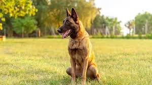 Anesthesia sensitivity is very common in belgian malinois, make sure your vet understands your dog's sensitivity before undergoing any treatment that requires anesthesia. Complete Belgian Malinois Guide 6 Must Read Facts All Things Dogs All Things Dogs