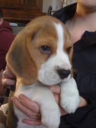 These female dog name ideas range from the most popular (you can't get more classic than lucy or bailey) to the more unique (how about mochi or jo?) — a little something for every kind of personality. Celebrity Dog Names Pethelpful