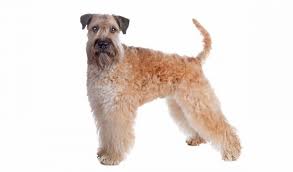 The coat of a wheaten terrier when natural, is soft and silky. Soft Coated Wheaten Terrier A Guide To The Poor Man S Dog K9 Web