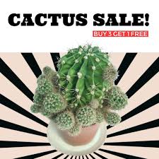The growing season is when the cacti record the whatever you choose, they'll surely help you out before you figure out gradually how to tell if your. Introducing New Spark Post Features Custom Sizes Adobe Stock Integration And More Adobe Spark