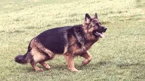 German Shepherd Hip Dysplasia Petcarerx