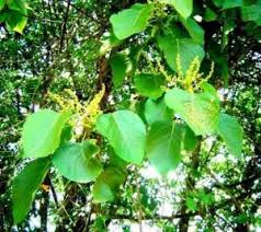 Image result for Syzygium owariense