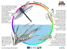 Dragonfly coloring pages for kids to print and color. Dragonfly Life Cycle Drawing Novocom Top