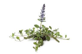 Image result for Ajuga