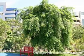Image result for Pterocarpus indicus