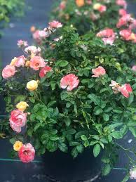 9 public schools and 2 private schools. Mcqueen S Nursery Landscaping Inc Posts Facebook