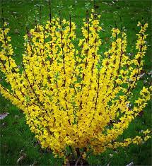 Who can resist those cherry yellow blooms that appear about the time that the daffodils poke forsythia is a genus of flowering plants in the olive family oleaceae. How To Grow Forsythia Watters Garden Center