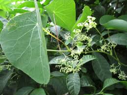 Image result for Cissampelos