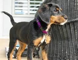 Black And Brown Dachshund Mix Cady The Dachshund Coonhound Puppy Puppy Mix Dachshund Puppy Mix