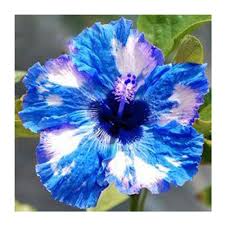 Check spelling or type a new query. 3x Blue Hibiscus Flower Seeds Local Ready Stocks Lazada