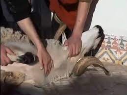 شروط ذبح الأضحية على الطريقة الإسلامية الصحيحة تيزنيت 24 جريدة الكترونية مغربية tiznit 24