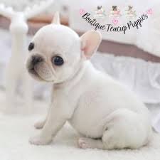 Find local english bulldog puppies for sale and dogs for adoption near you. Teacup Mini French Bulldog Puppies For Sale White Baby Full Grown French Bulldog Breeders B French Bulldog Breeders French Bulldog Puppies Teacup Puppies