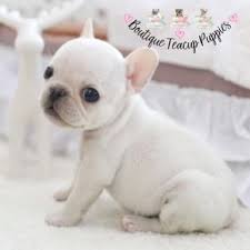 The french bulldog is small in size, and the teacup kind is not a variety but involves extremely miniature dogs which have been downsized to create an attractive, adorable breed. Teacup Mini French Bulldog Puppies For Sale White Baby Full Grown French Bulldog Breeders B French Bulldog Breeders French Bulldog Puppies Teacup Puppies